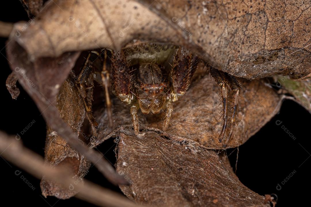 Aranha-caranguejo fêmea adulta da família Thomisidae