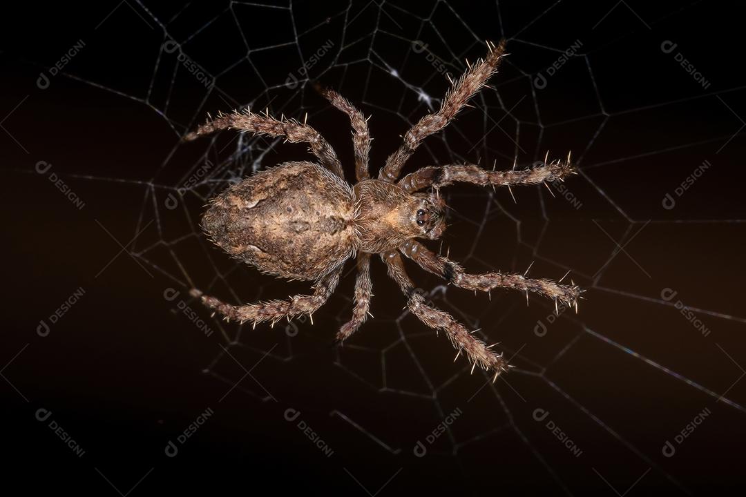 Orbweaver clássico adulto da espécie Eustala guianensis