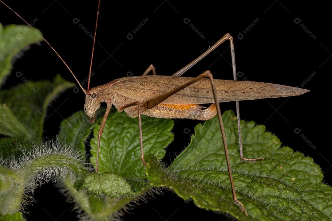 Fêmea adulta folha Katydid do gênero Hyperophora