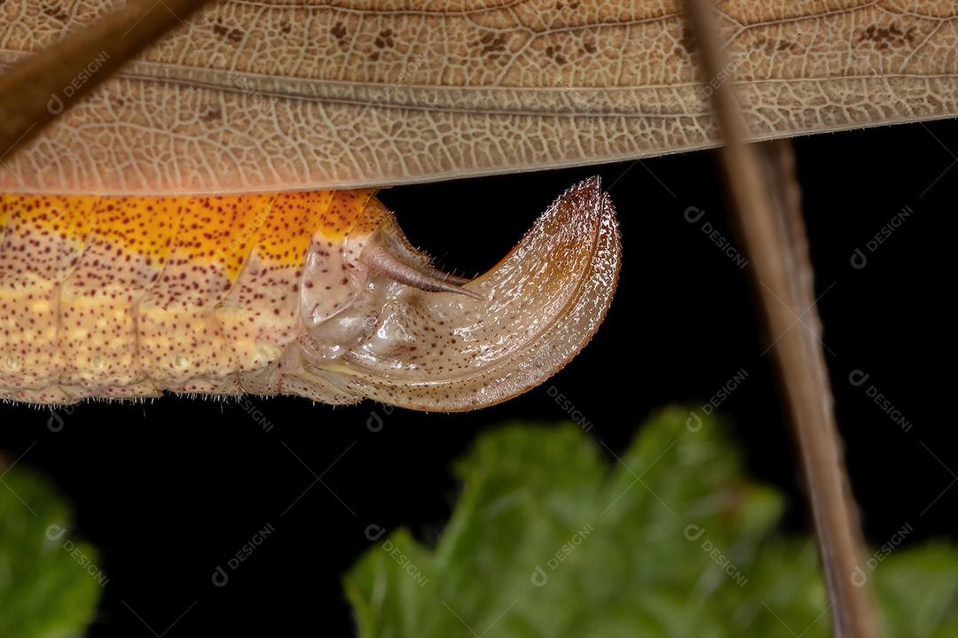 Genitalia feminina de uma folha Katydid do gênero Hyperophora