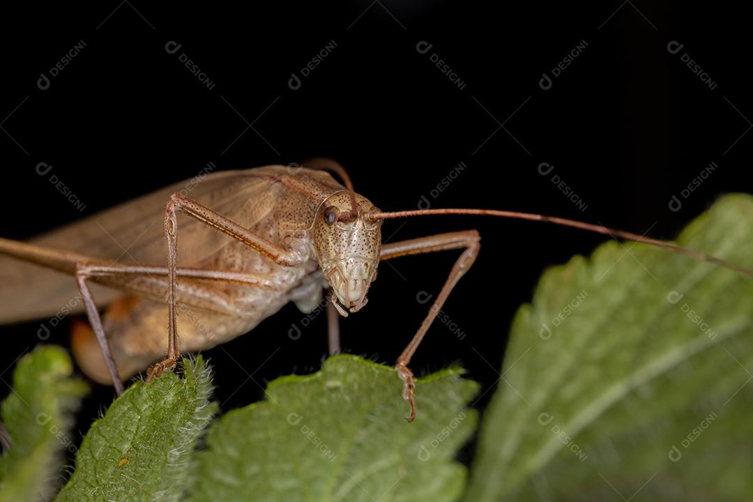 Fêmea adulta folha Katydid do gênero Hyperophora