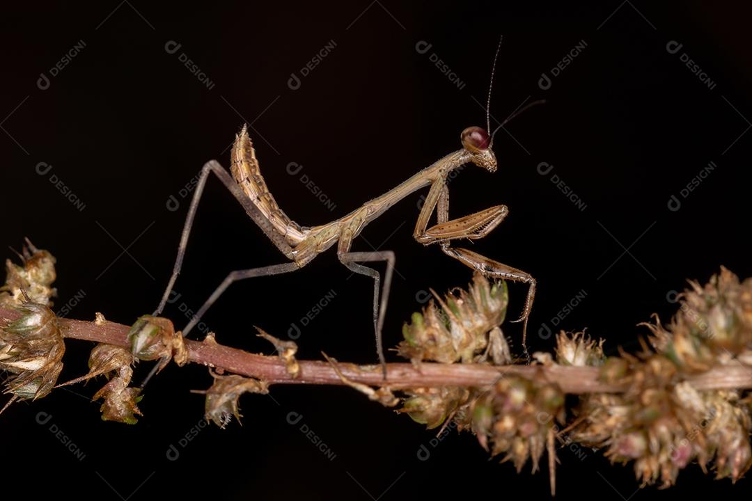 Pequena ninfa Mantid da família Mantidae