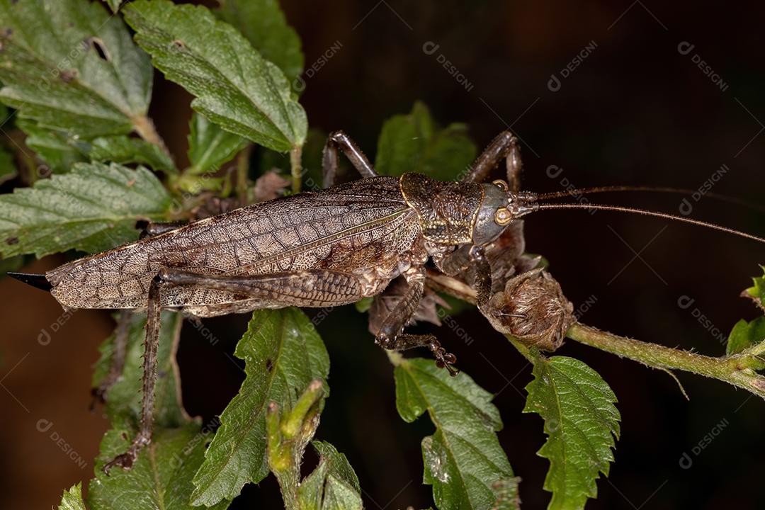 Katydid verdadeiro adulto da espécie Meroncidius flavolimbatus