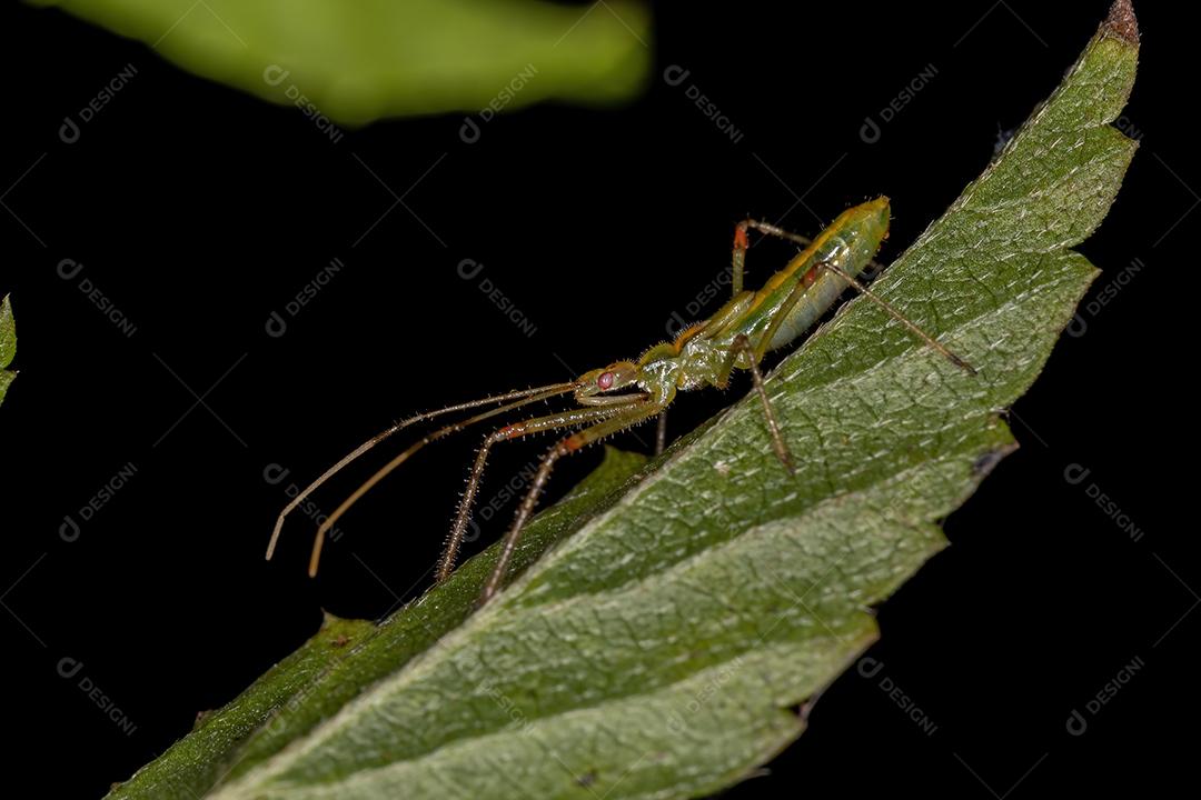 Assassin Bug Nymph of the Genus Zelus