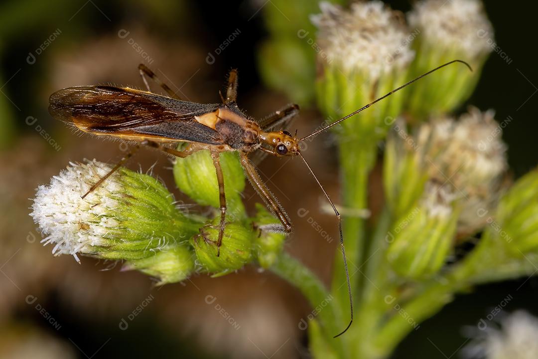 Inseto Assassino Adulto do Gênero Relipta