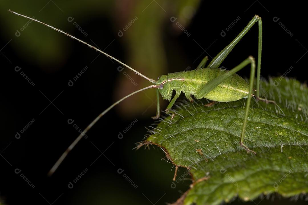 Folha Katydid Ninfa da Subfamília Phaneropterinae