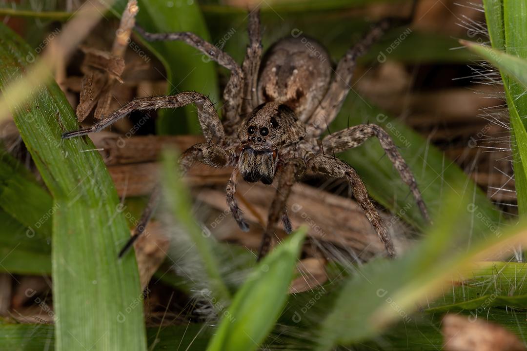 Aranha-lobo adulta da família lycosidae