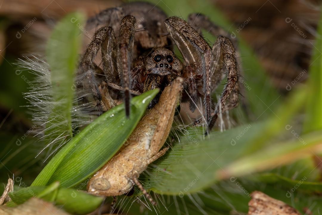 Aranha-lobo adulta da família Lycosidae predando uma ninfa de gafanhoto de chifres