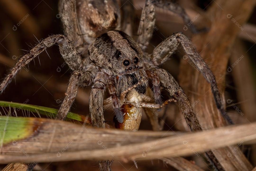 Aranha-lobo adulta da família Lycosidae predando uma ninfa de gafanhoto de chifres