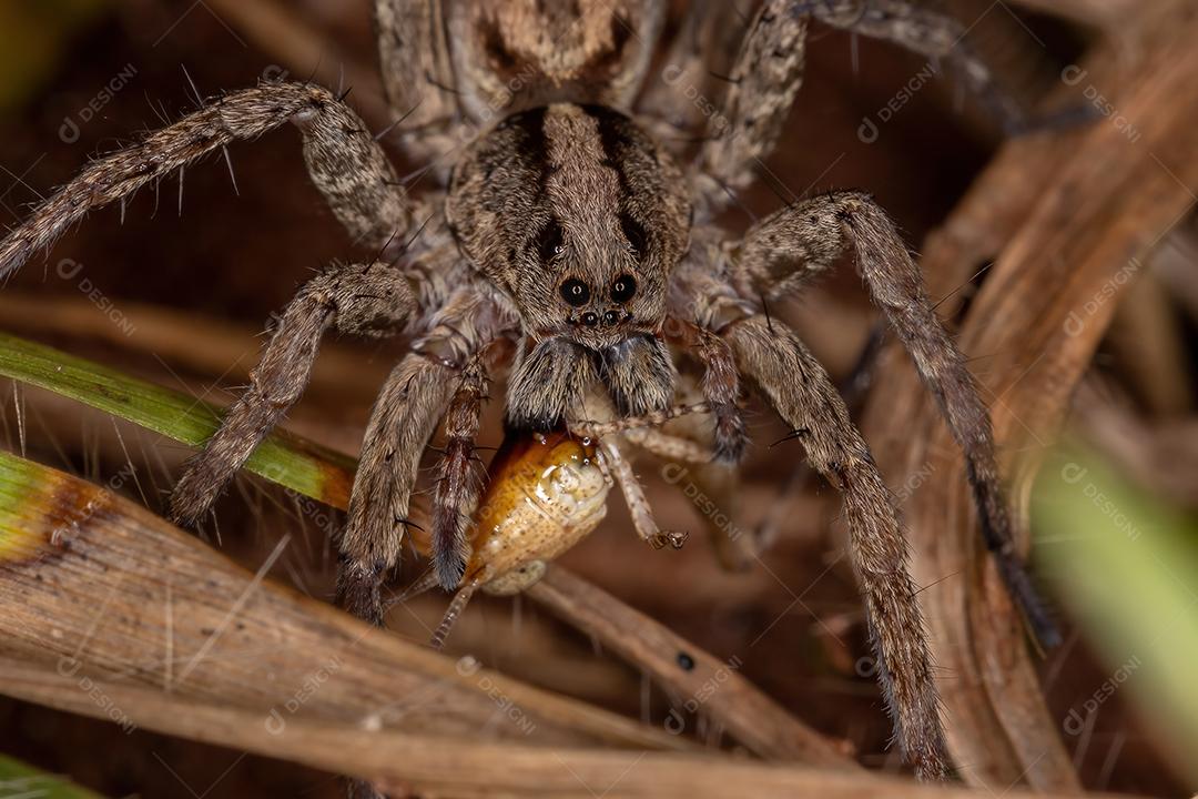Aranha-lobo adulta da família Lycosidae predando uma ninfa de gafanhoto de chifres