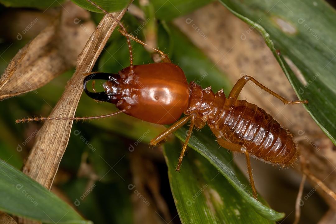 Cupim adulto da espécie Syntermes molestus