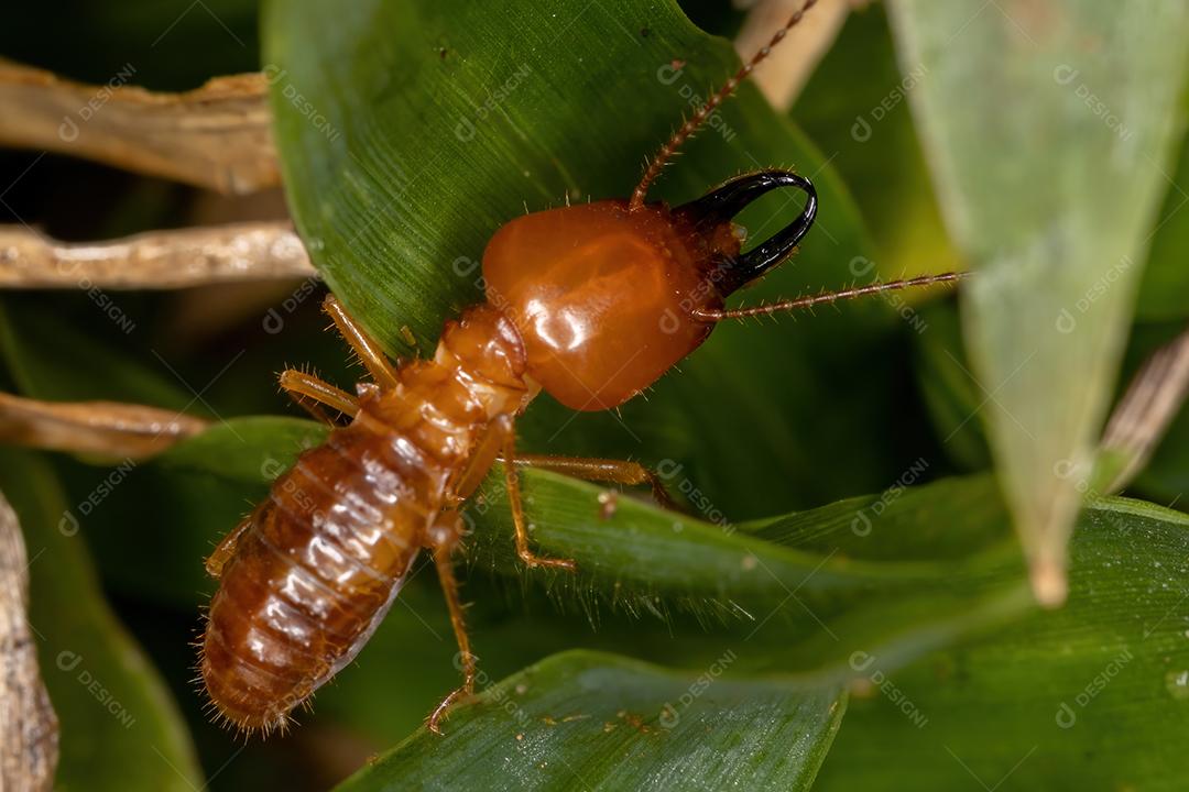 Cupim adulto da espécie Syntermes molestus