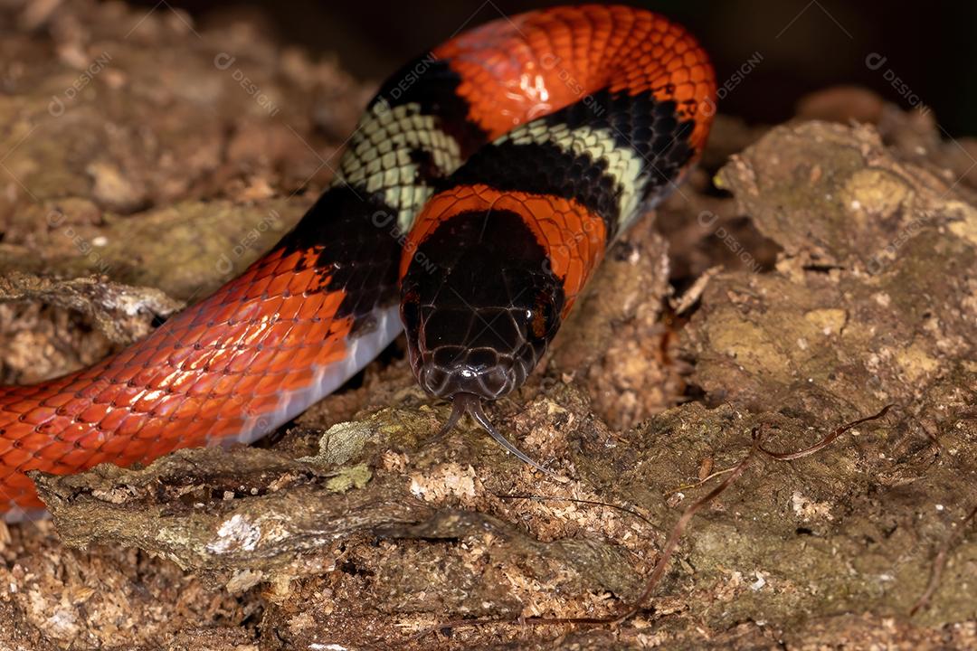 Cobra coral falsa da espécie Oxyrhopus guibei
