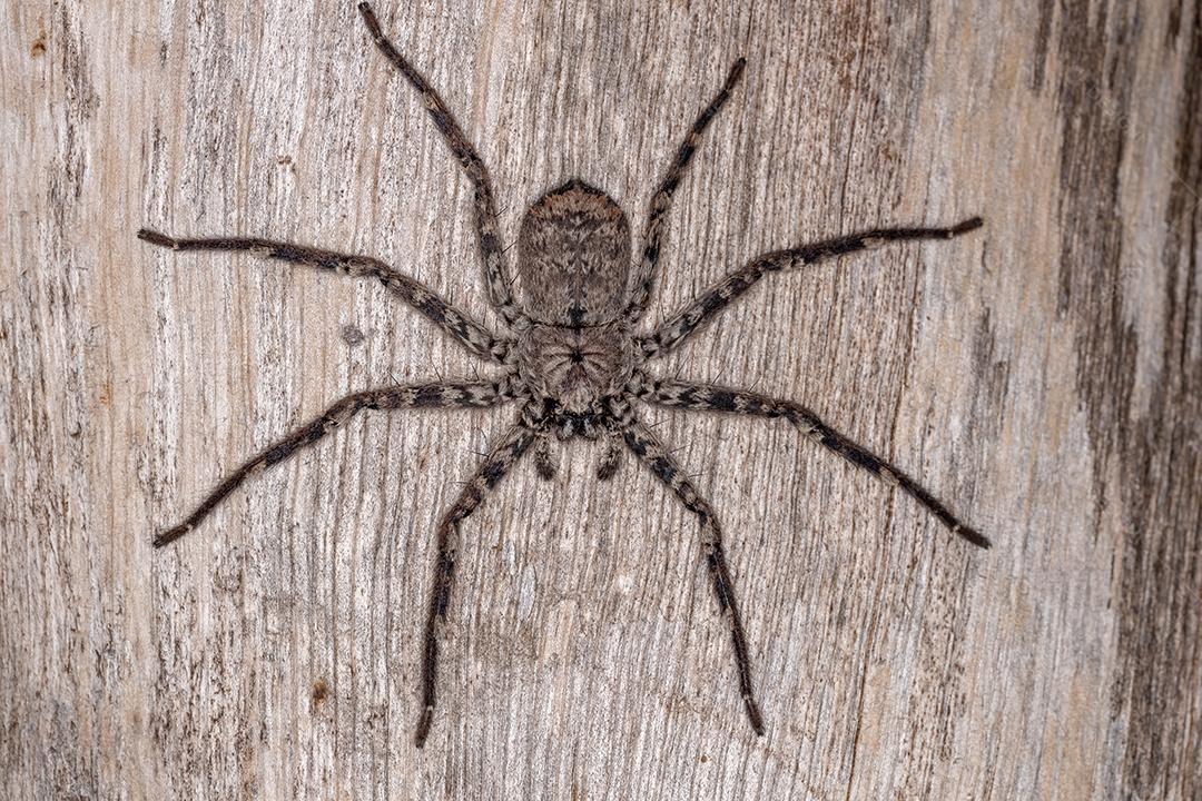 Aranha de olhos crescentes fêmea adulta do gênero Selenops