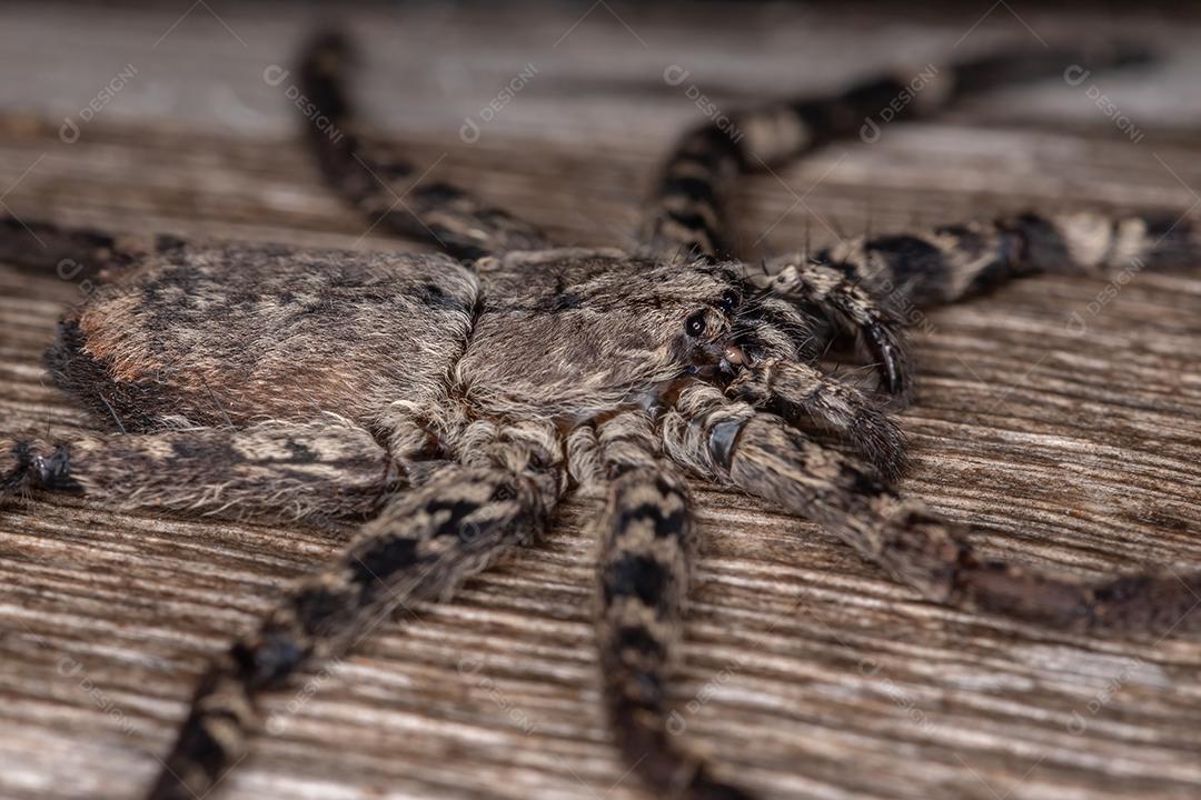 Aranha de olhos crescentes fêmea adulta do gênero Selenops