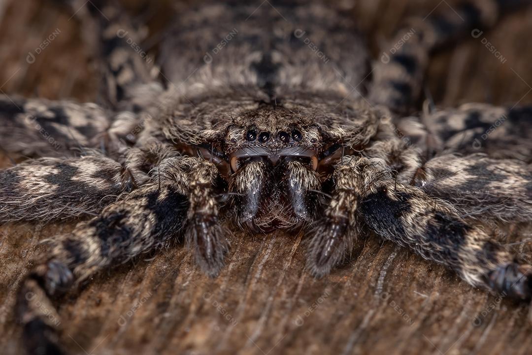 Aranha de olhos crescentes fêmea adulta do gênero Selenops