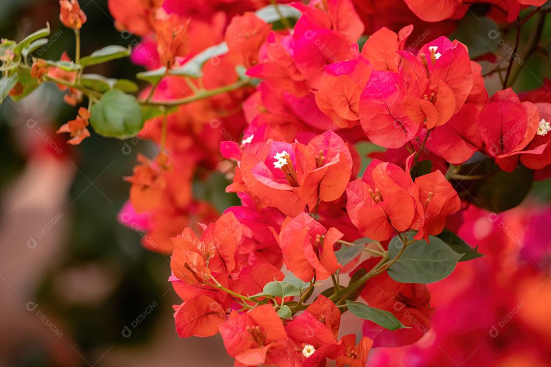 Flores de plantas ornamentais da espécie Bougainvillea glabra