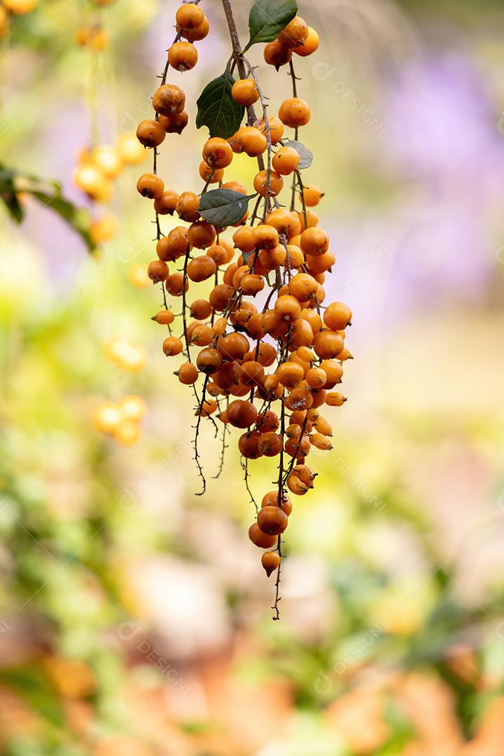 Skyflower Yellow Fruits da espécie Duranta erecta