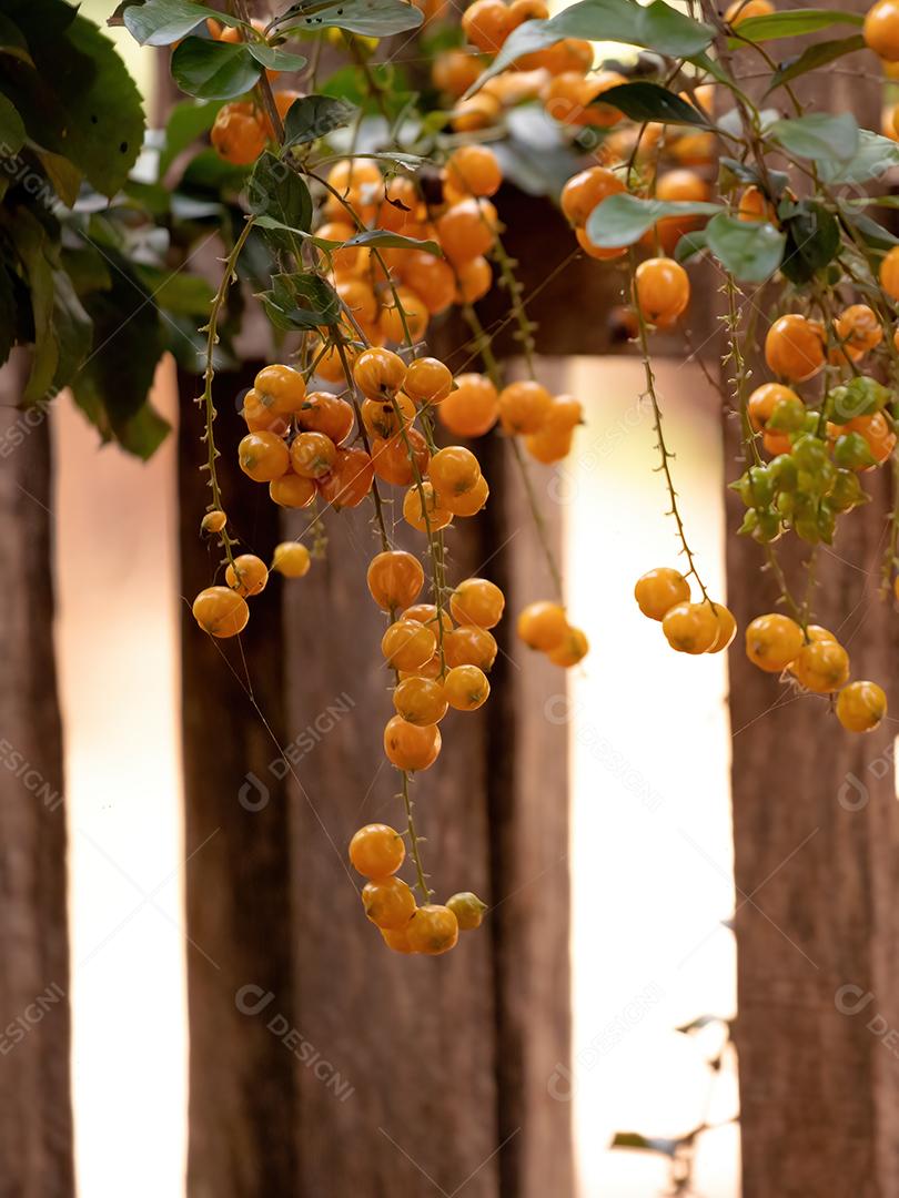 Skyflower Yellow Fruits da espécie Duranta erecta