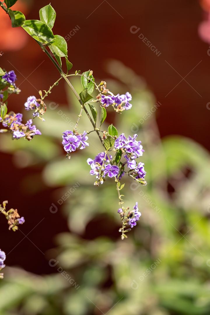 Skyflower Yellow Flores da espécie Duranta erecta