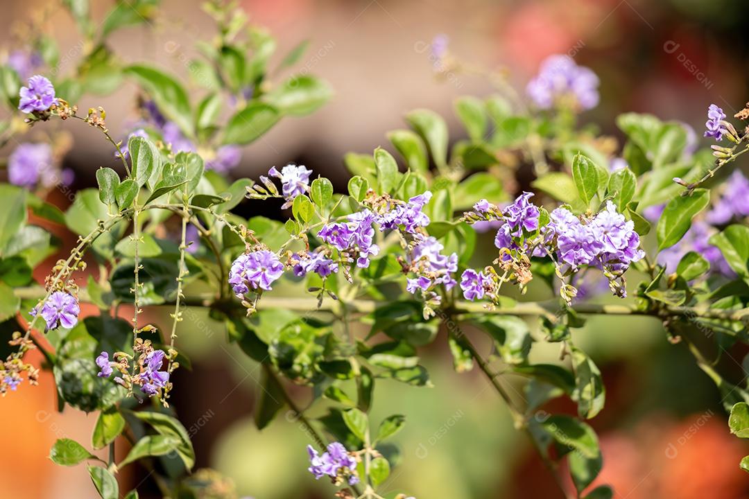 Skyflower Yellow Flores da espécie Duranta erecta