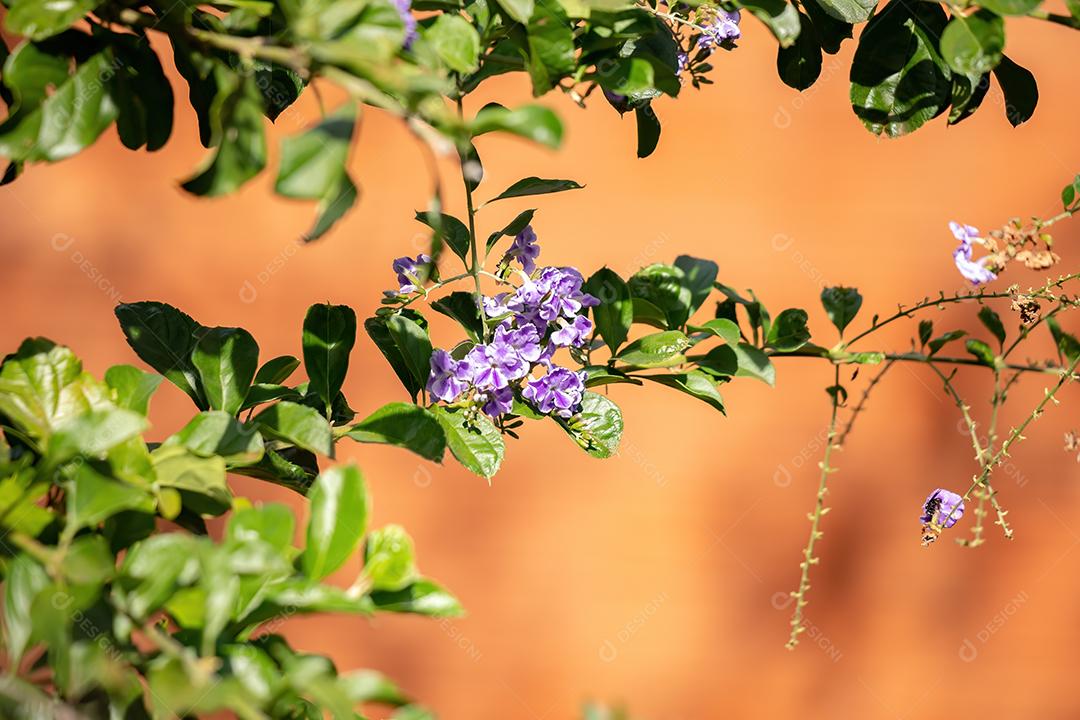 Skyflower Yellow Flores da espécie Duranta erecta