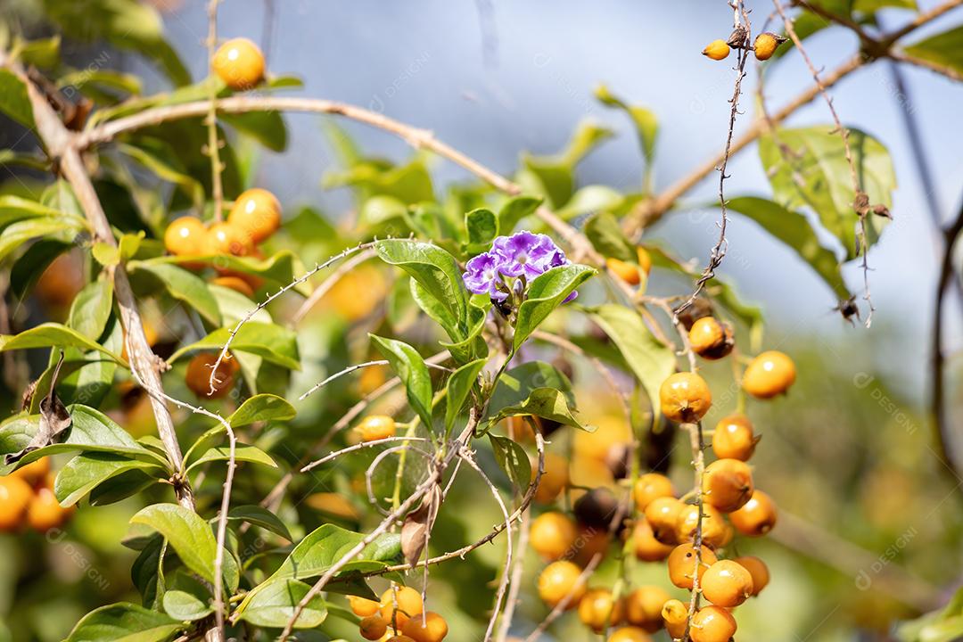 Skyflower Yellow Flores da espécie Duranta erecta