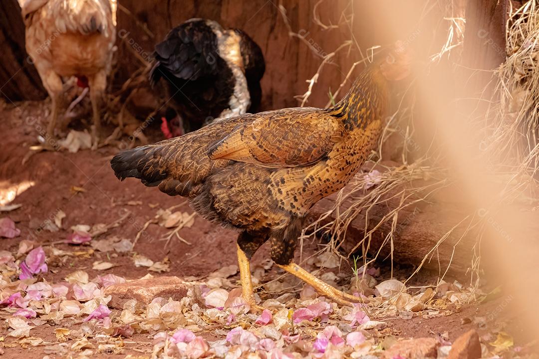 Animal doméstico galinha da subespécie Gallus gallus domesticus