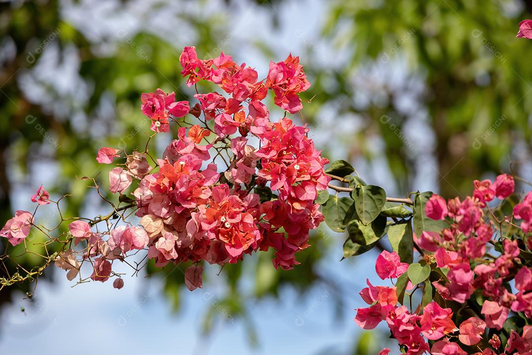 Flores de plantas ornamentais da espécie Bougainvillea glabra