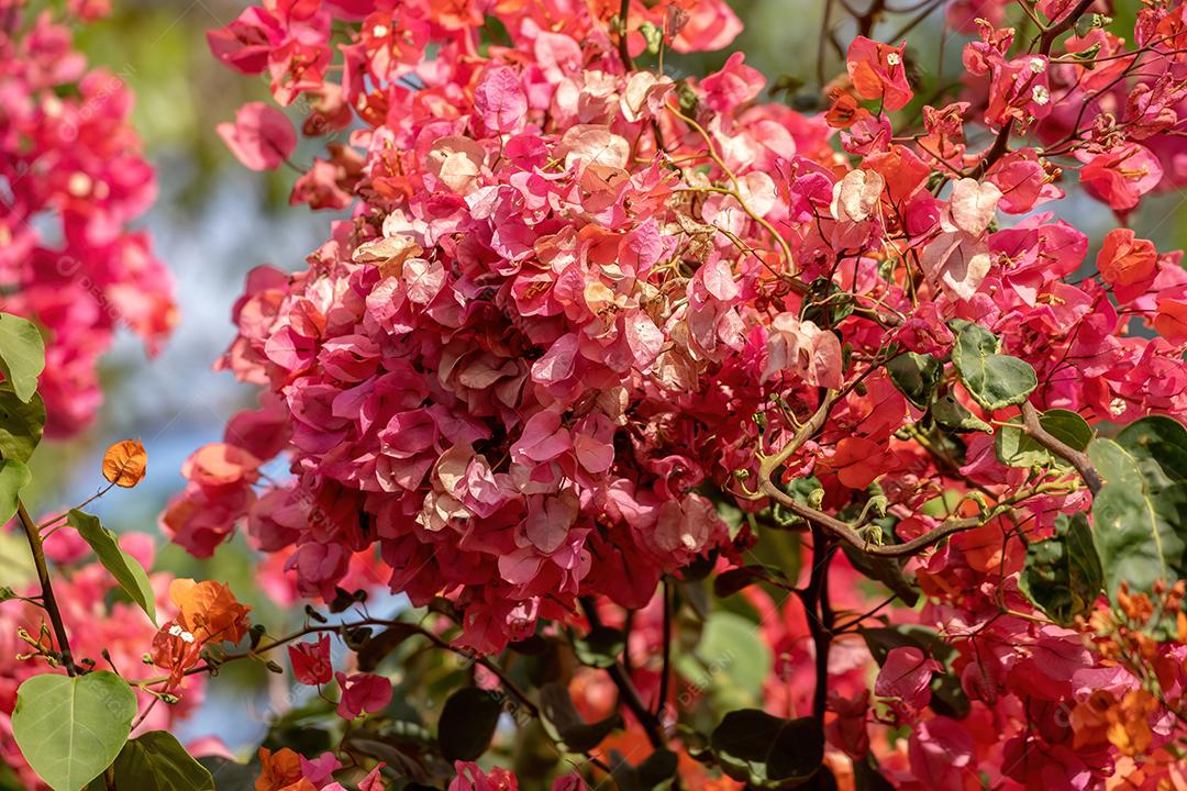 Flores de plantas ornamentais da espécie Bougainvillea glabra