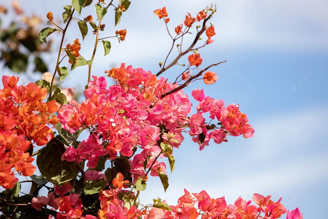 Flores de plantas ornamentais da espécie Bougainvillea glabra