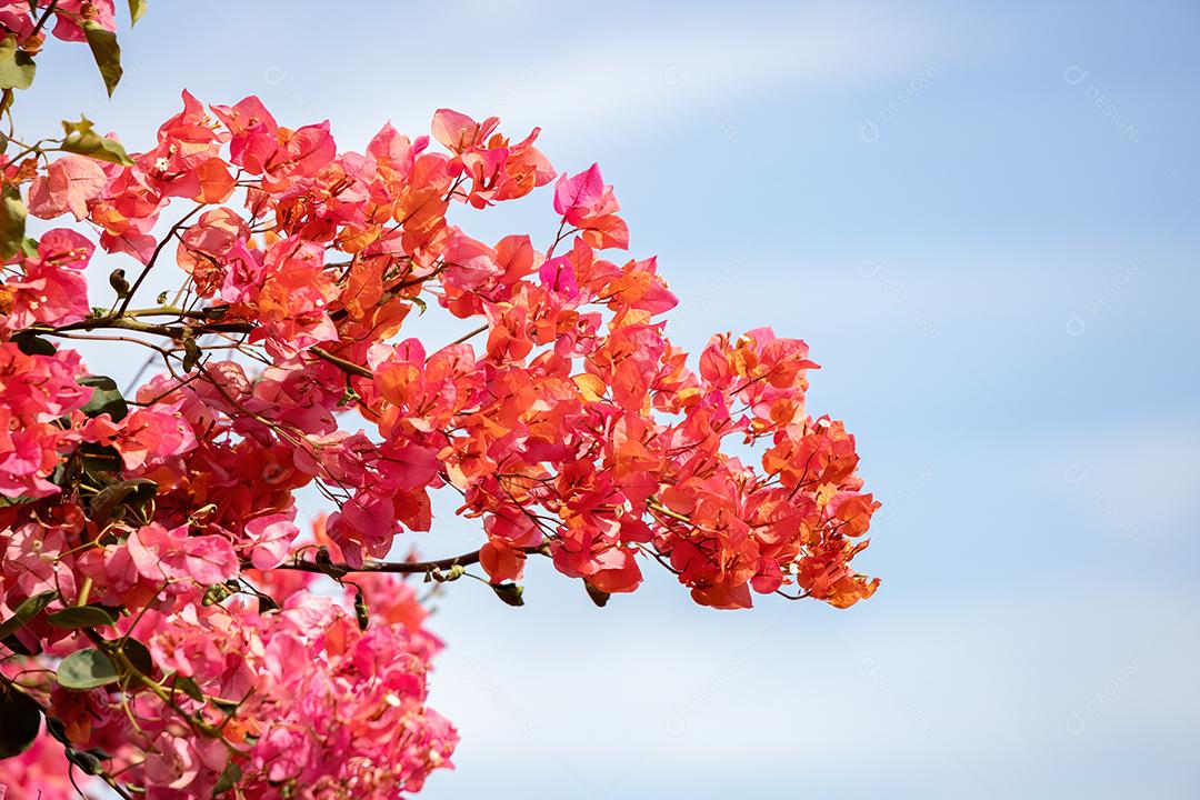 Flores de plantas ornamentais da espécie Bougainvillea glabra