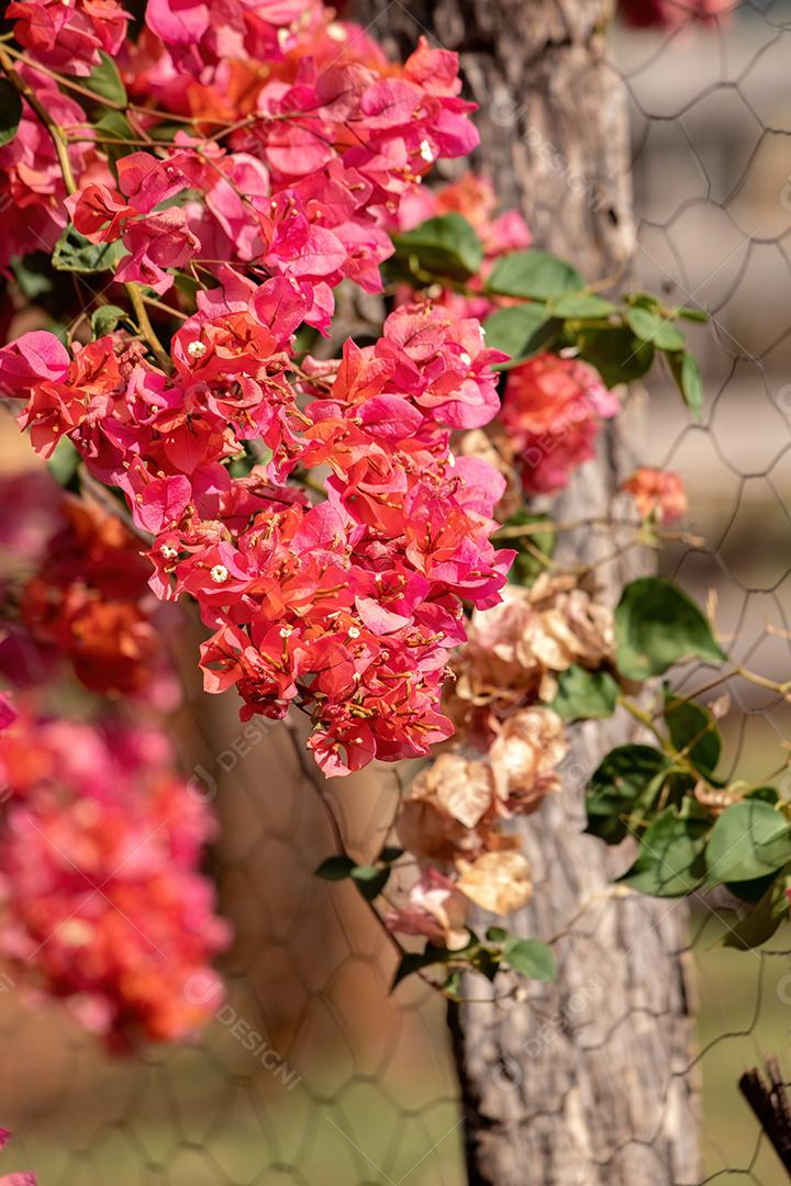 Flores de plantas ornamentais da espécie Bougainvillea glabra