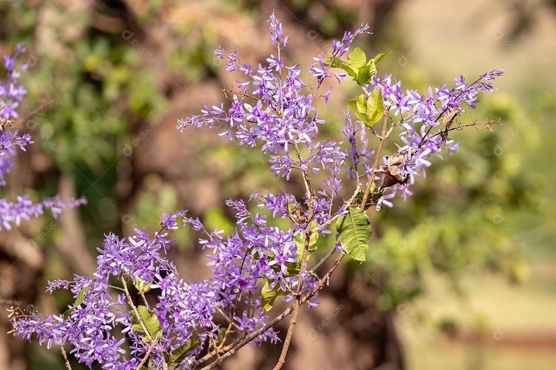 Coroa da Rainha Flores da espécie Petrea volubilis