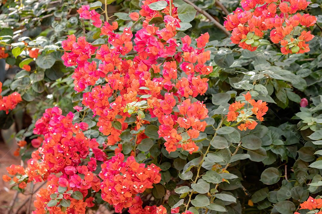 Flores de plantas ornamentais da espécie Bougainvillea glabra