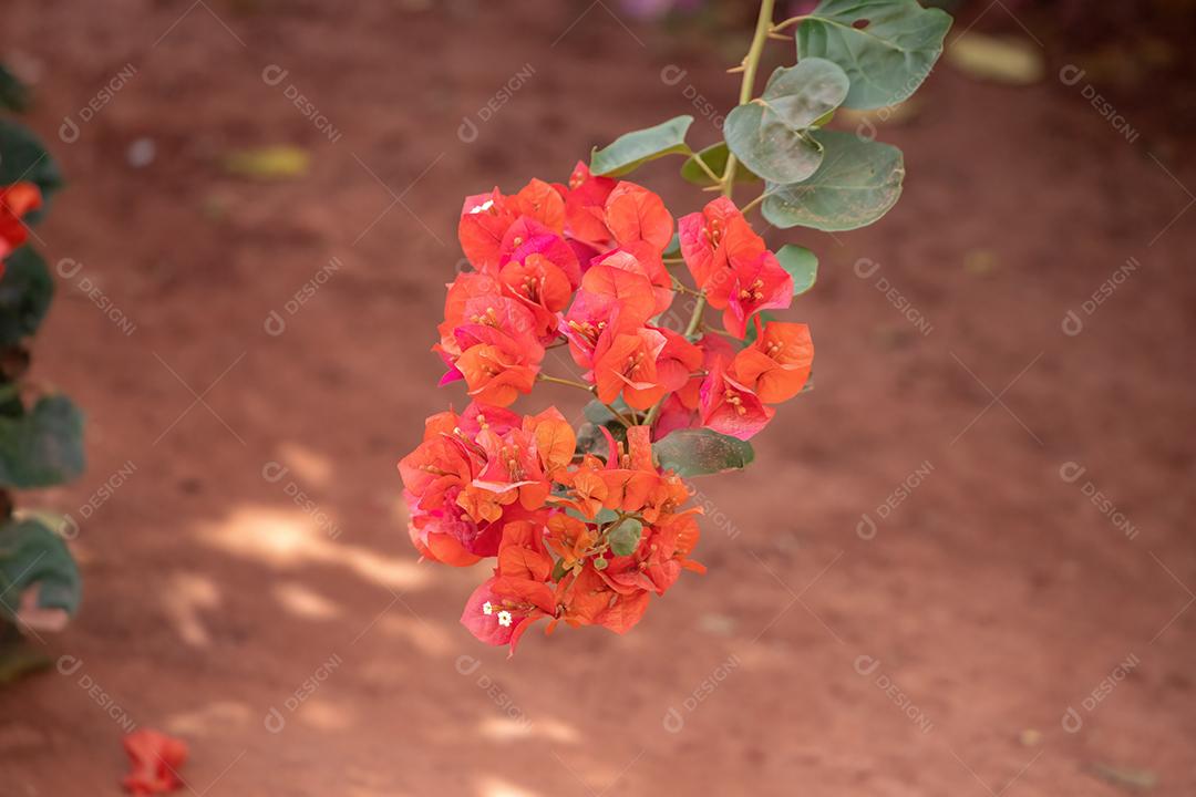 Flores de plantas ornamentais da espécie Bougainvillea glabra