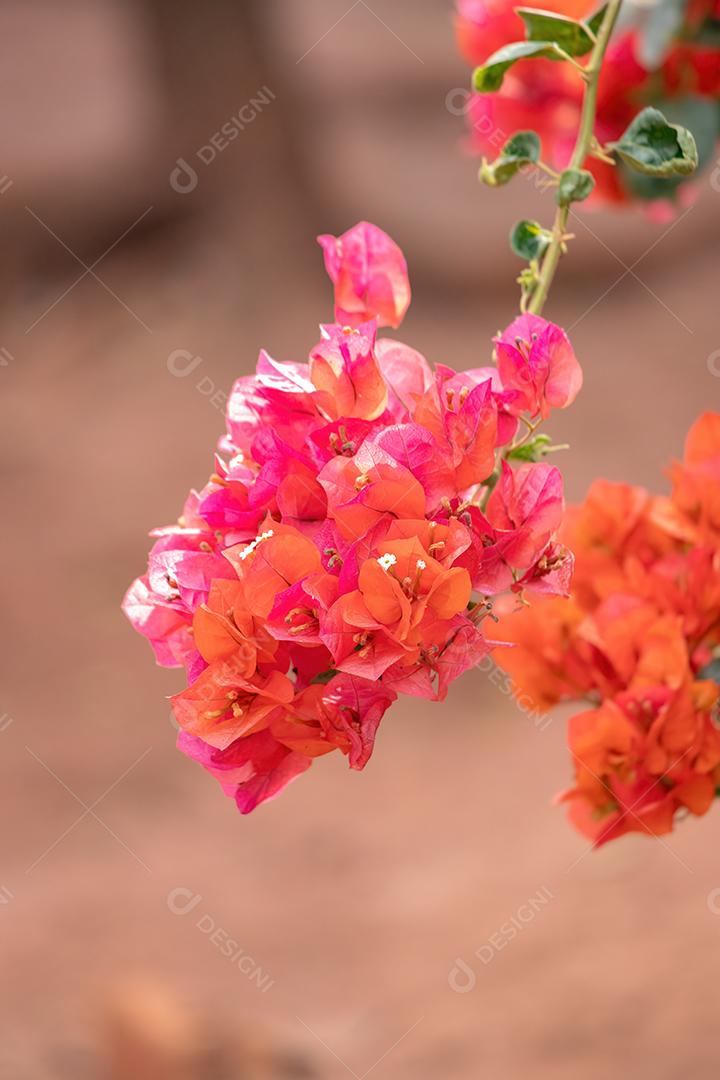 Flores de plantas ornamentais da espécie Bougainvillea glabra
