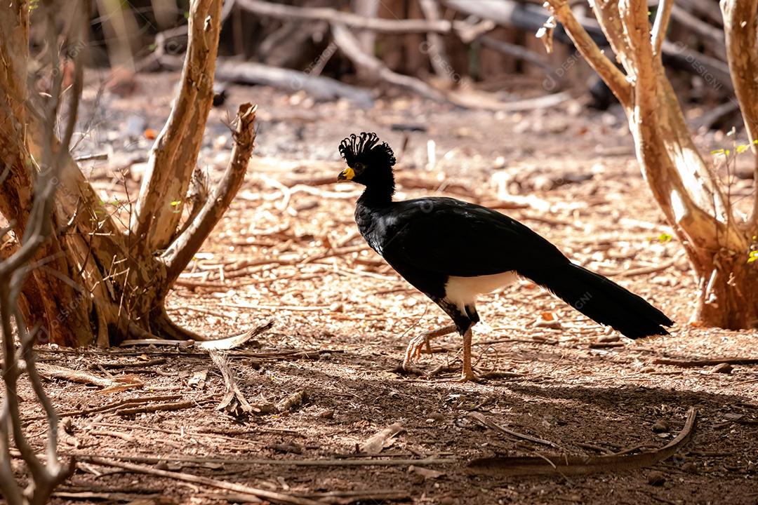 Macho adulto mutum-de-cara-de-cara-de-cara da espécie Crax fasciolata