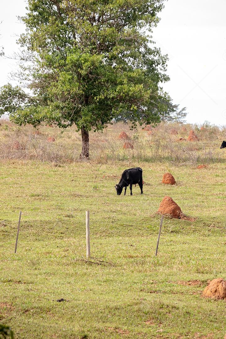 Campos de pastagem típicos da pecuária brasileira