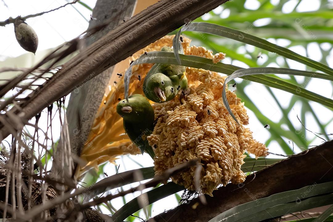 Periquito chevroned amarelo da espécie Brotogeris chiriri