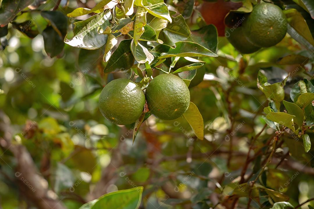 Fruto alaranjado da espécie Citrus aurantium