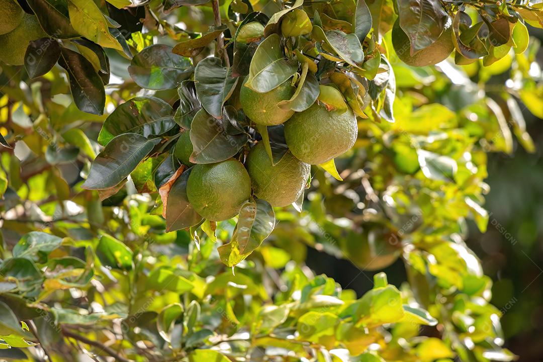 Fruto alaranjado da espécie Citrus aurantium