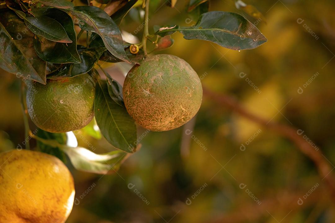 Fruto alaranjado da espécie Citrus aurantium