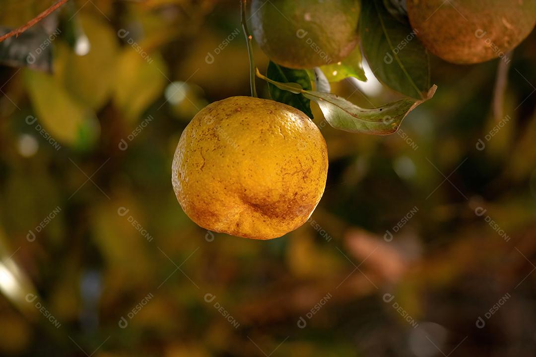 Fruto alaranjado da espécie Citrus aurantium