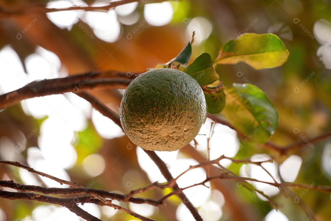 Fruto alaranjado da espécie Citrus aurantium