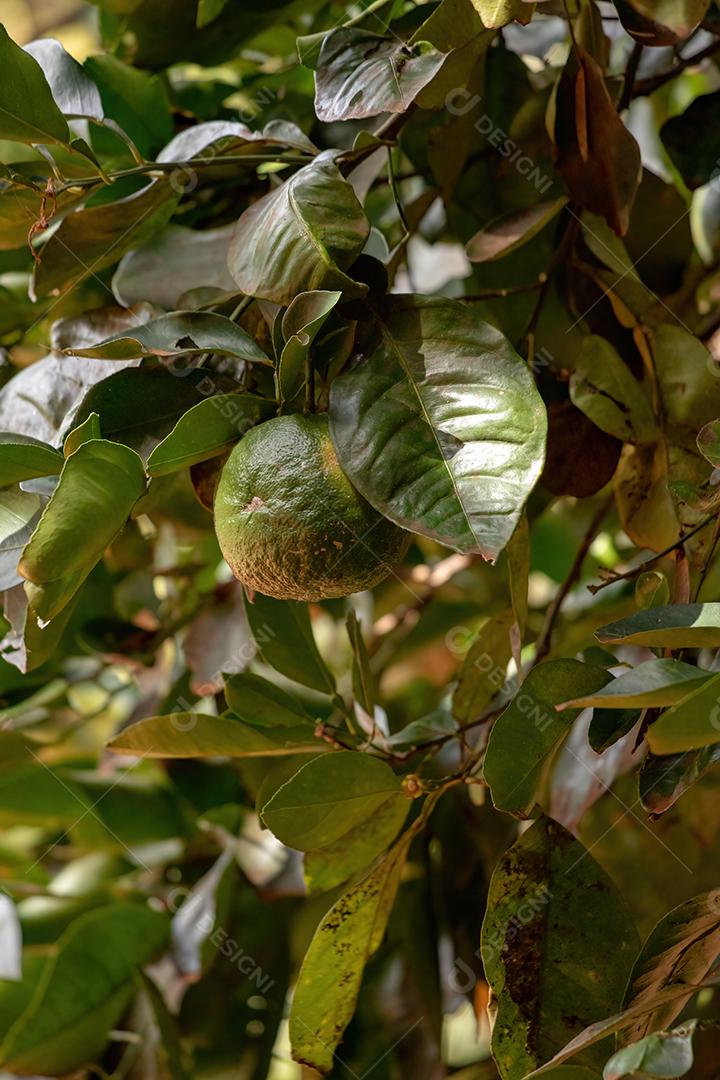 Fruto alaranjado da espécie Citrus aurantium