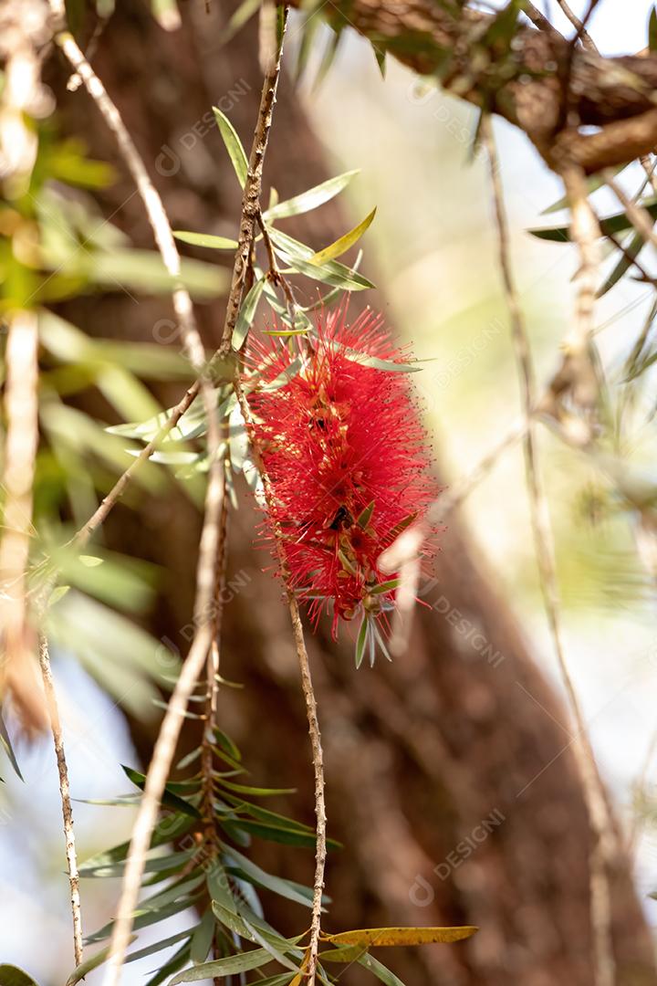 Flor Carmesim Bottlebrush da espécie Melaleuca citrina