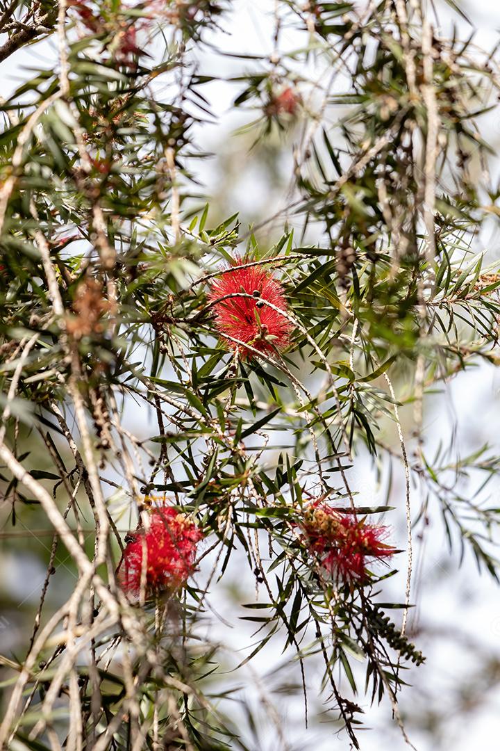 Flor Carmesim Bottlebrush da espécie Melaleuca citrina