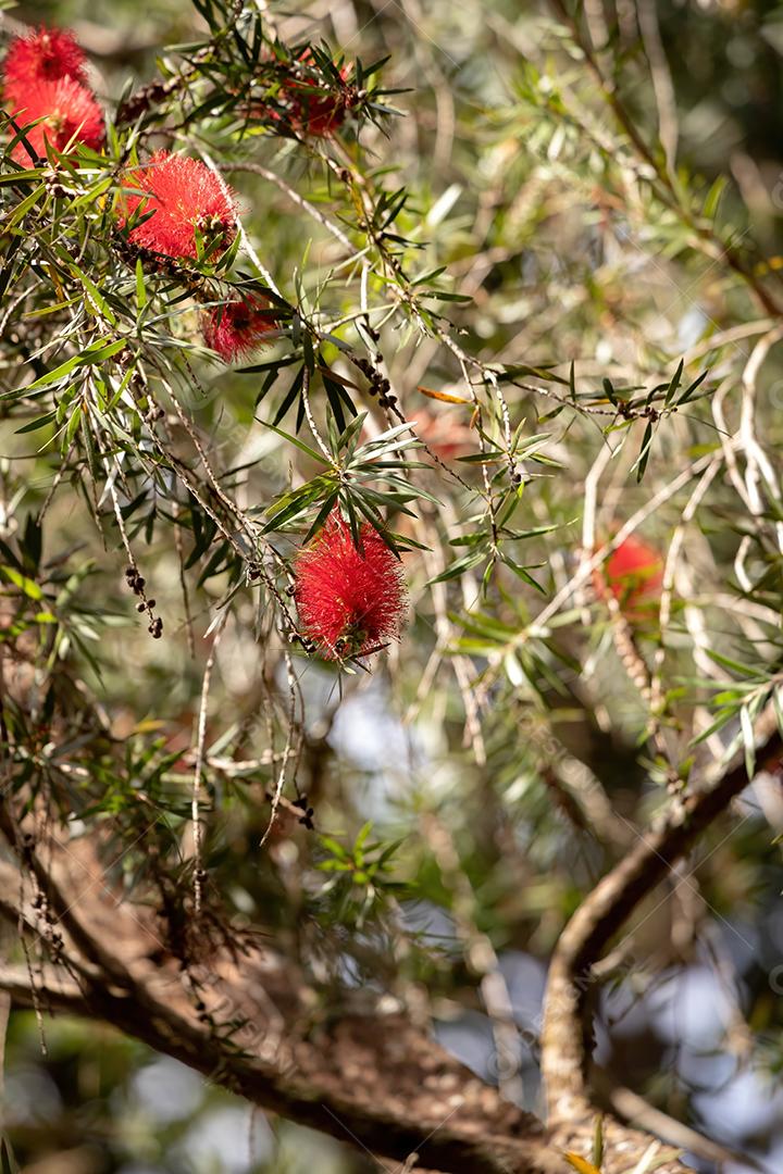 Flor Carmesim Bottlebrush da espécie Melaleuca citrina