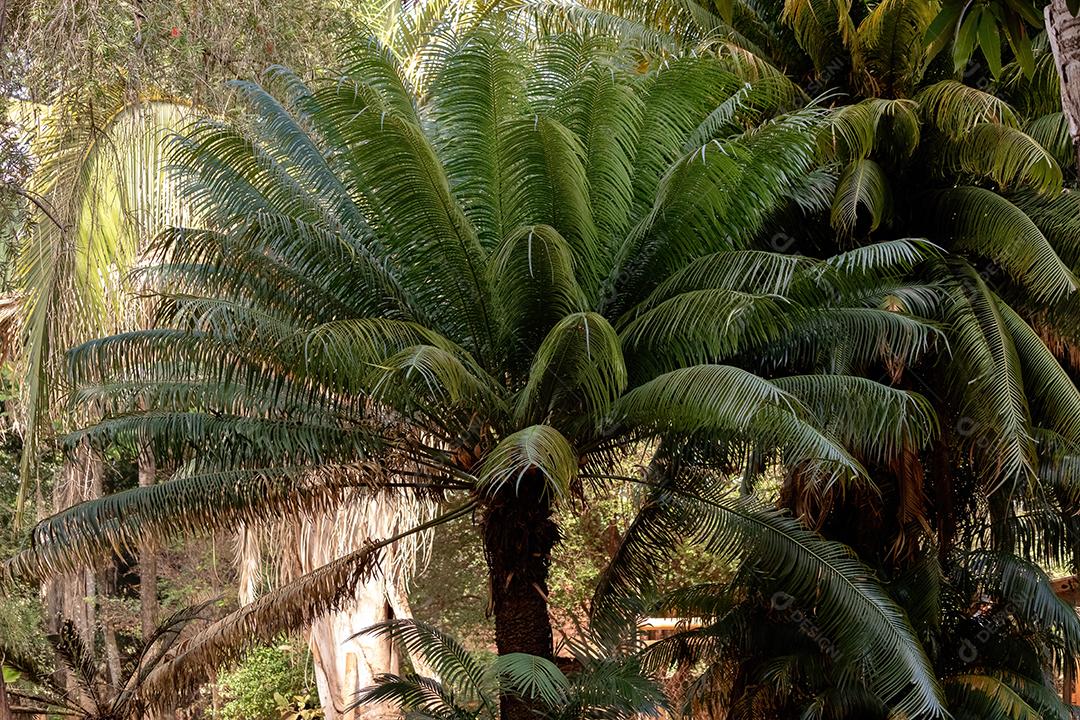 Cycad Planta Árvore da Ordem Cycadales